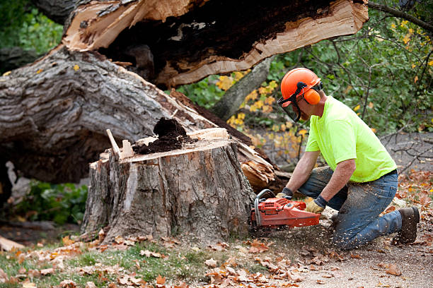 Best Commercial Tree Services  in Hudson, MI